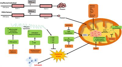 Emerging antioxidant therapies in Friedreich’s ataxia